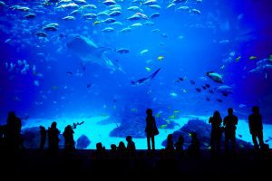 People looking at fishes in biggest aquarium in the world. Atlanta, Georgia.